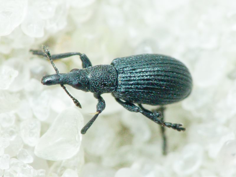 Perapion (Perapion) curtirostre (Germar, 1817)